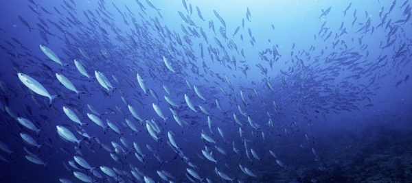 L’aquaculture comme option pour lutter contre la faim dans le monde