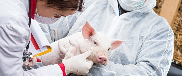 Seringues v&eacute;t&eacute;rinaires