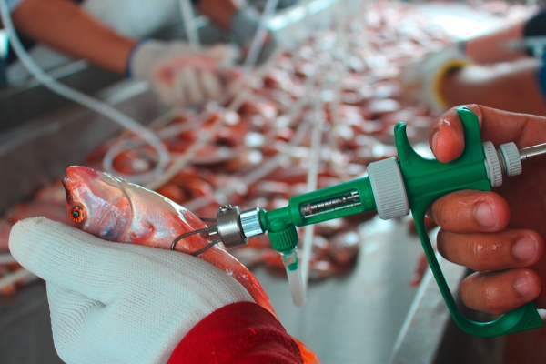 Vaccination of Tilapia