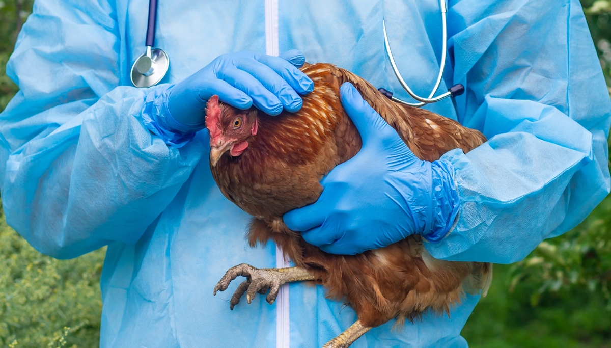 De la crise à la stratégie: comment répondons-nous à la grippe aviaire en 2026 ?